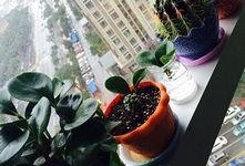 最新植物爆料,绿色奇迹与生命奥秘