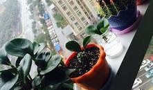 最新植物爆料,绿色奇迹与生命奥秘