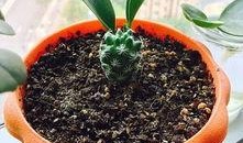 最新植物爆料,绿色奇迹与生命奥秘