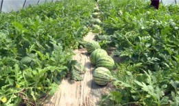 贵阳吃瓜爆料视频最新,最新视频揭秘城市热点事件