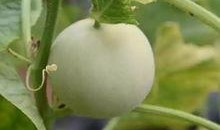 甜瓜娱乐场最新爆料视频,最新爆料视频幕后真相大起底