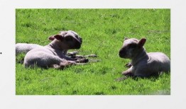 小羊最新爆料视频下载安装,揭秘幕后真相，带你走进事件核心