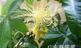 最新植物爆料,绿色奇迹与生命奥秘